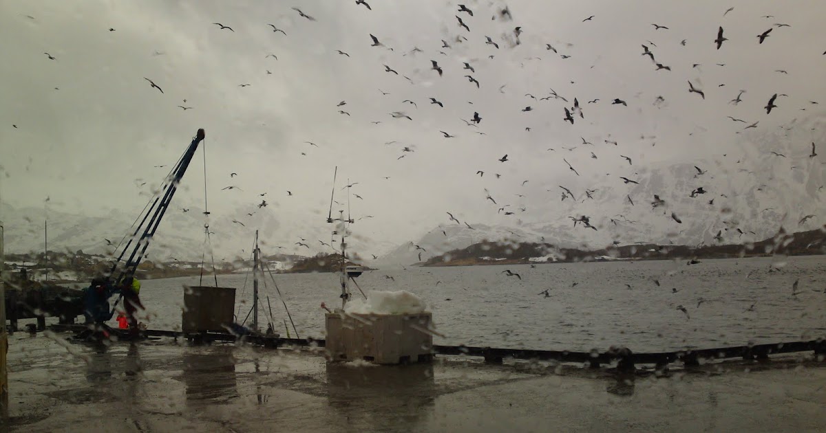 flotte hjem Hammerfest flotte hjem Hammerfest